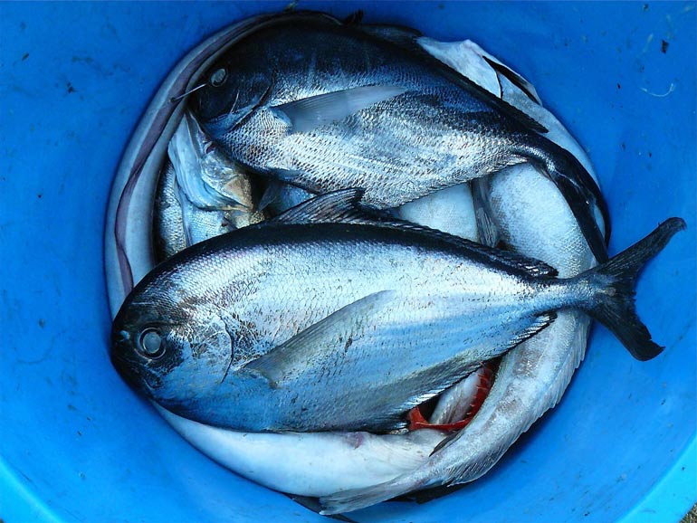 pescado azul