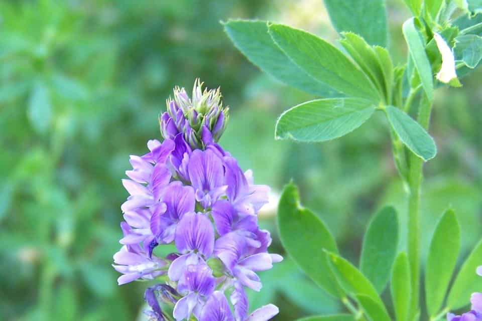 Alfalfa Propiedades y beneficios medicinales para la salud