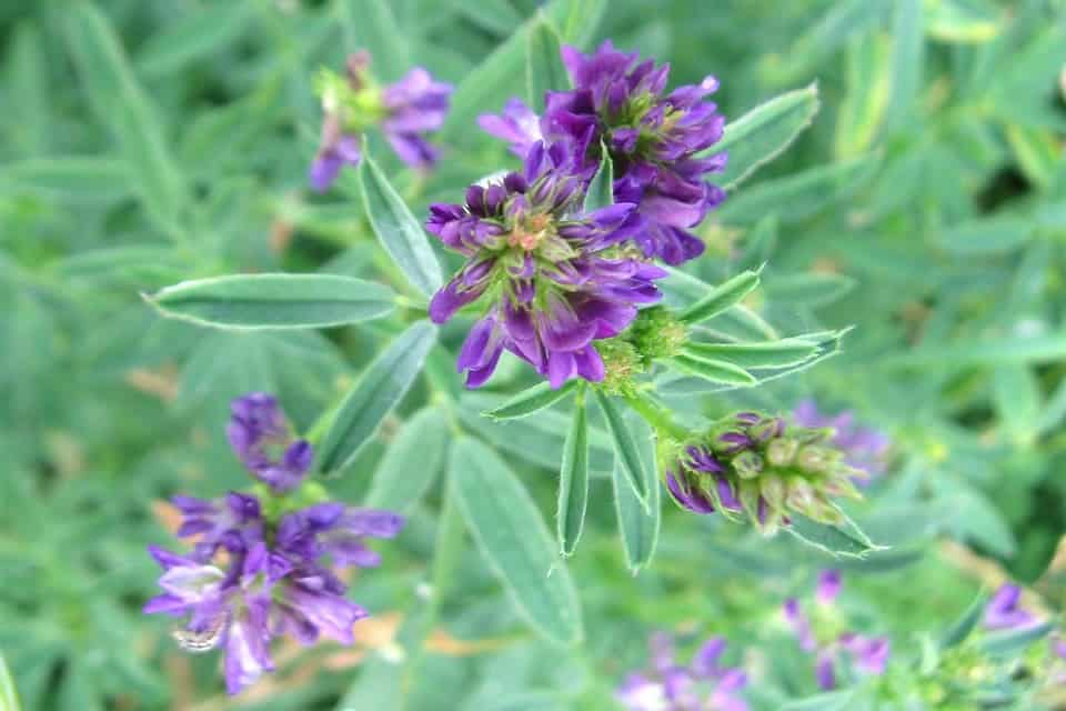 propiedades de la alfalfa