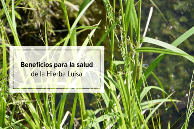 hierba luisa