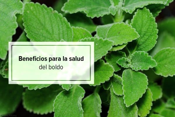 Beneficios Y Propiedades Del Boldo Para La Salud Saludeo 