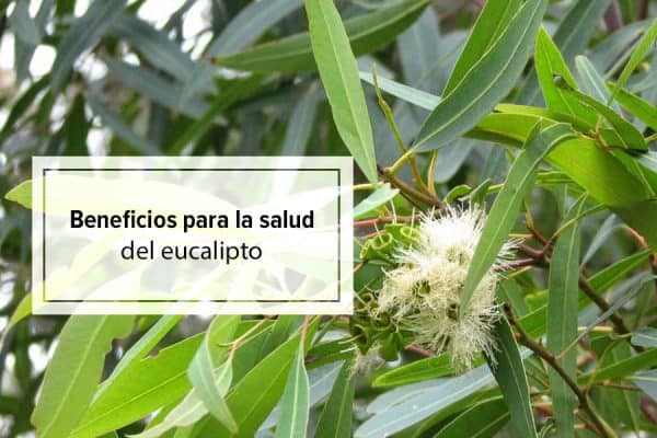 Propiedades Y Beneficios Del Eucalipto Para La Salud